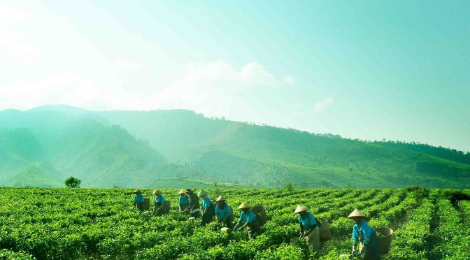 DPPS Holding Perkebunan dalam Ekosistem Manajemen Strategi